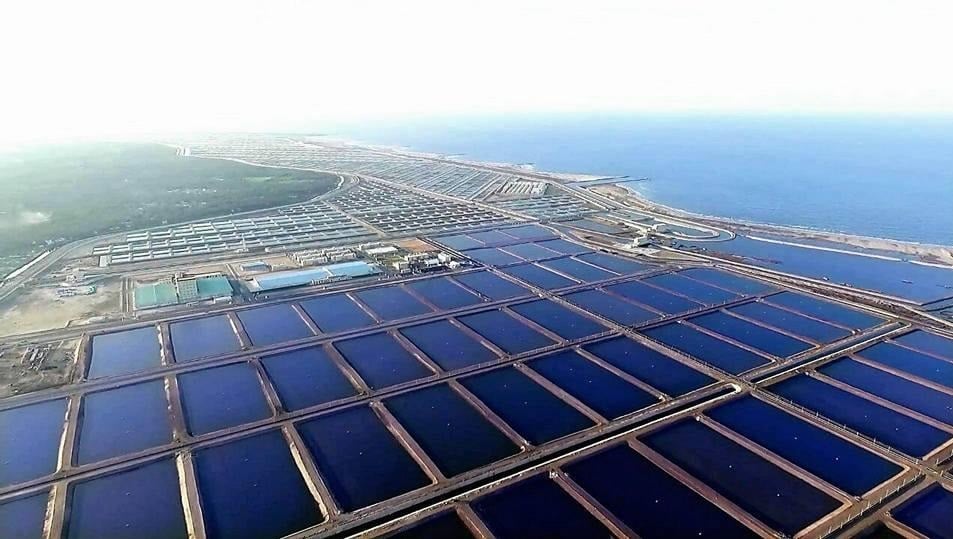 Shrimp Harvesting in El Dibah farm - Dommiate